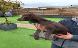 Cocker Spaniel dogs for sale: Working cocker spaniel  - Image 26