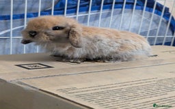 Mini Lop rabbits for sale: Baby pure bred mini lop rabbits - Image 1