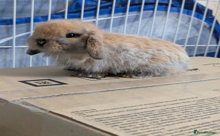 Mini Lop rabbits - Advert 1