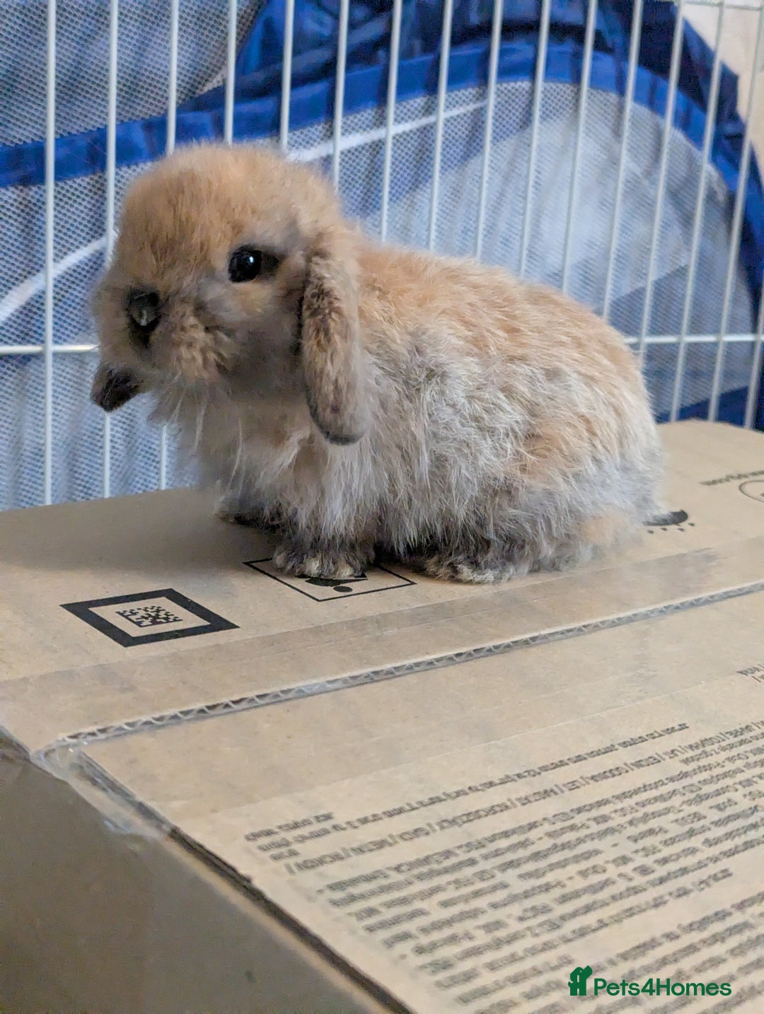 Mini Lop rabbits for sale: Baby pure bred mini lop rabbits - Image 1