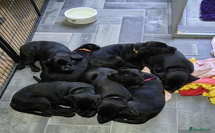 Labrador Retriever dogs - Advert 8