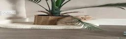 Persian cats for sale: Persian kittens  - Advert 6
