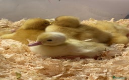 Canaries birds for sale: Pekin ducklings  - Image 3