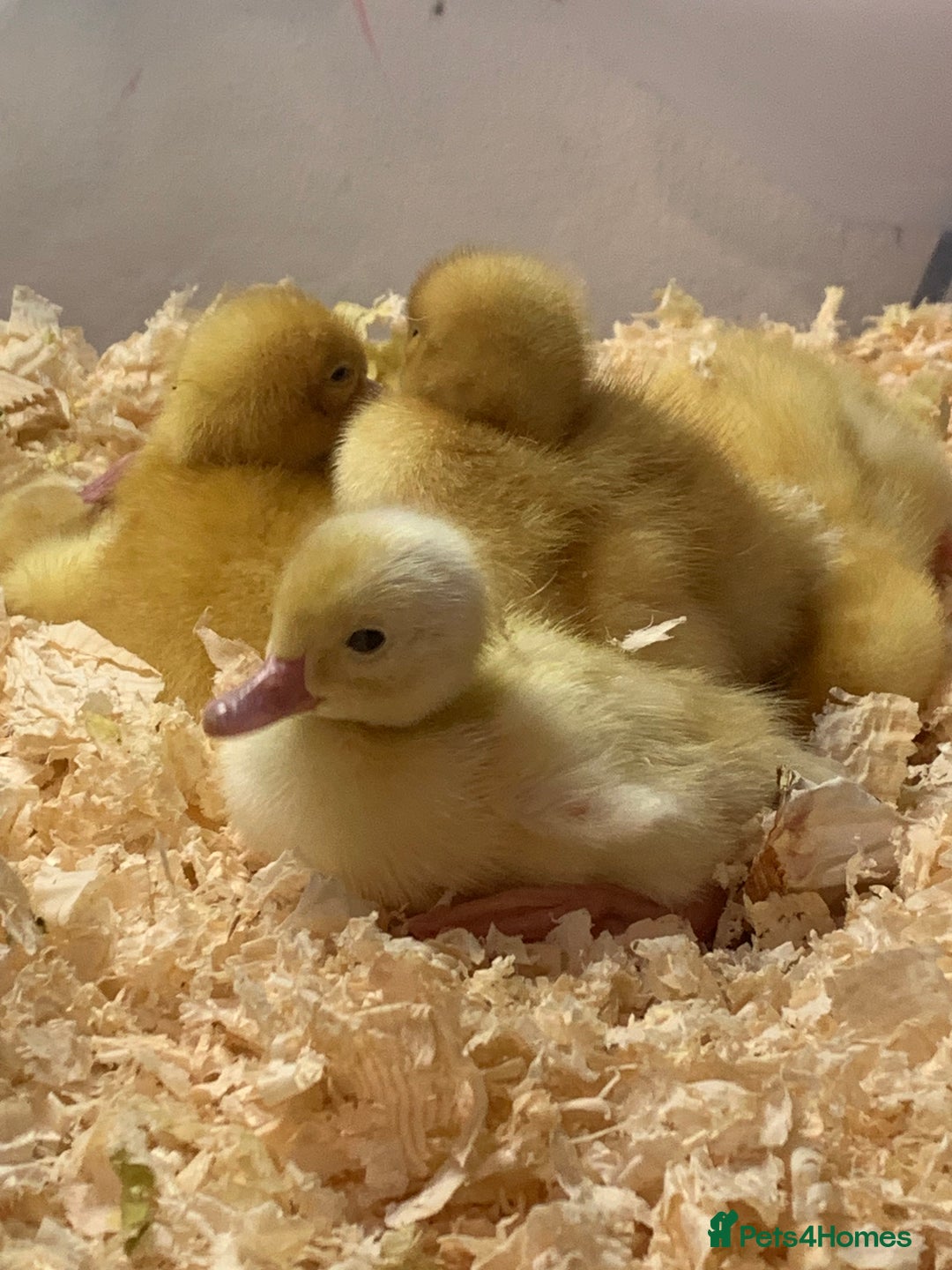 Canaries birds for sale: Pekin ducklings  - Image 3