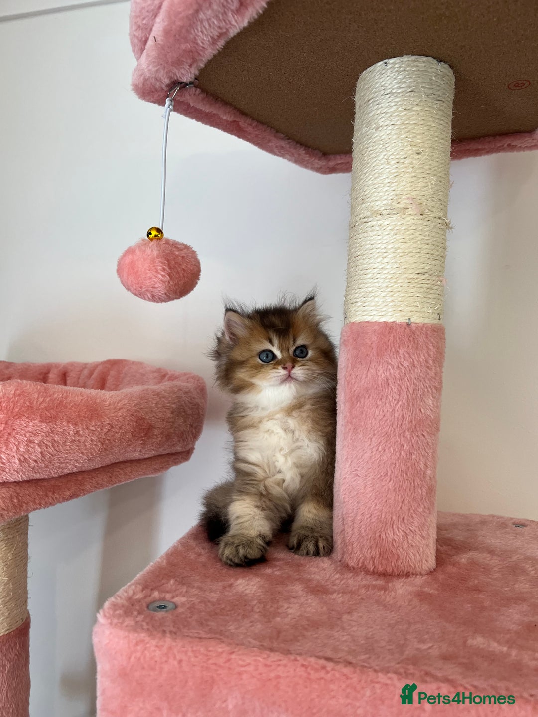 British Longhair cats for sale: Looking for a new family!!!!  - Image 17