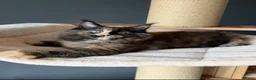 Maine Coon cats for sale: Maine Coon Kittens.. GCCF Reg and Health Tested.  - Advert 6