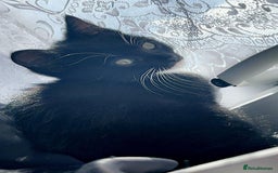 Domestic Shorthair cats for sale: cat and kittens for rehoming - Image 4
