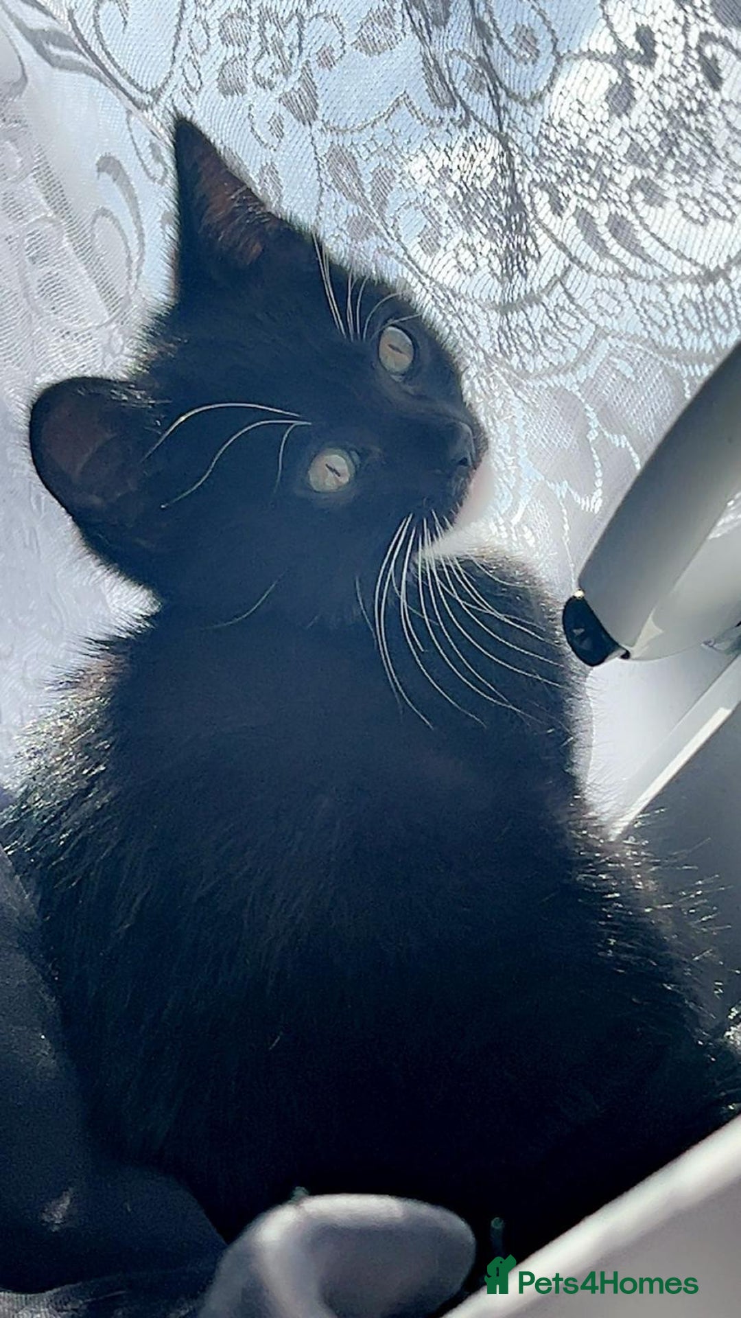 Domestic Shorthair cats for sale: cat and kittens for rehoming - Image 4