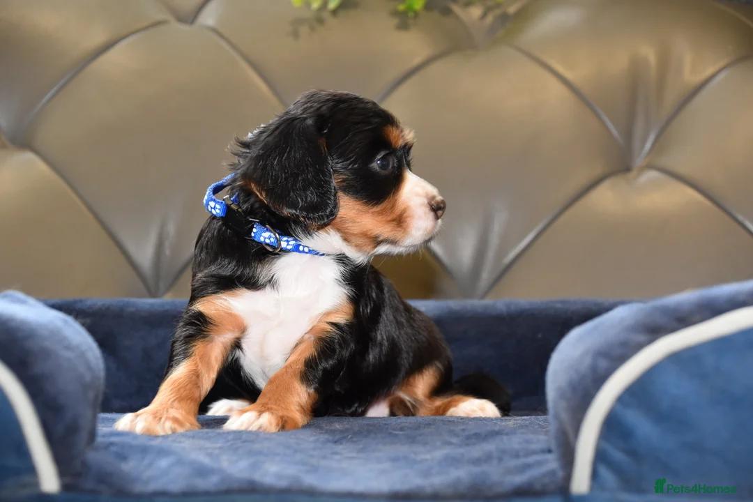 Cocker Spaniel dogs for sale: Kc Reg  Cocker Spaniel Puppies Health Tested - Advert 31