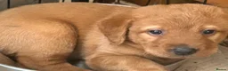 Labrador Retriever dogs for sale: Beautiful fox red Labrador puppies  in Thame - Advert 7