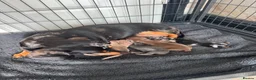 Dachshund dogs for sale: Miniature dachshunds - Advert 4