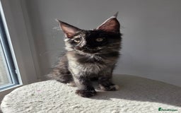 Maine Coon cats for sale: One TICA-Registered Maine Coon Kittens Available - Image 12