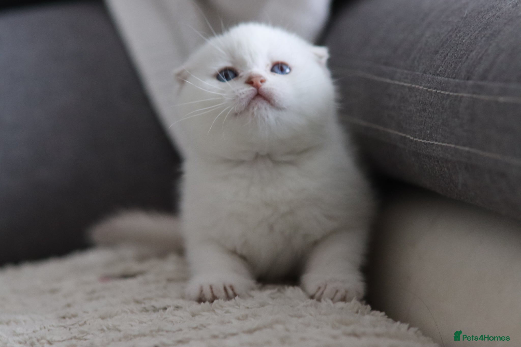 Scottish Fold cats for sale: Scottish fold - Advert 2