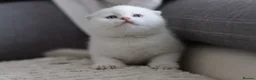 Scottish Fold cats for sale: Scottish fold - Advert 1