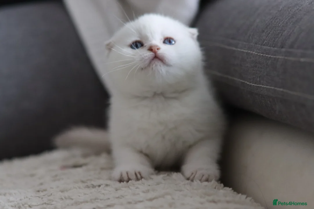 Scottish Fold cats for sale: Scottish fold - Advert 1