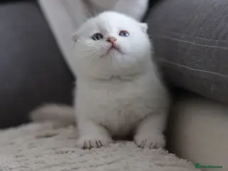 Scottish Fold cats for sale: Scottish fold - Advert 2