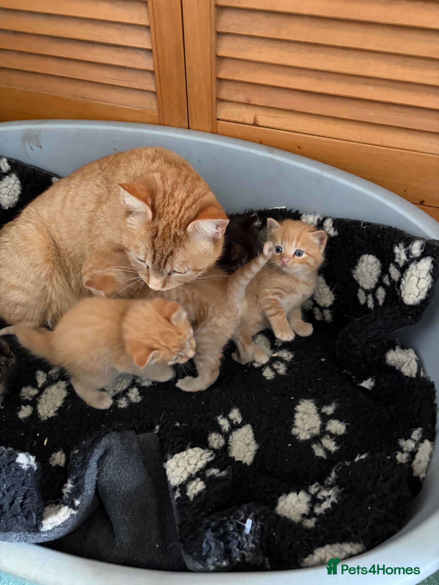 Mixed Breed cats 3 ginger male  kittens. 2 tortie female kitten - Advert 2