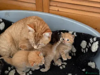 Mixed Breed cats 3 ginger male kittens. 2 tortie female kitten - Advert 2