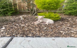Italian Greyhound dogs for sale: Italian greyhound puppies - Image 6