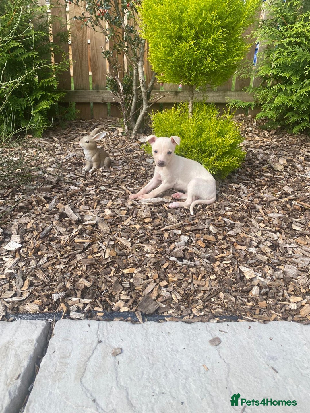 Italian Greyhound dogs for sale: Italian greyhound puppies - Image 6