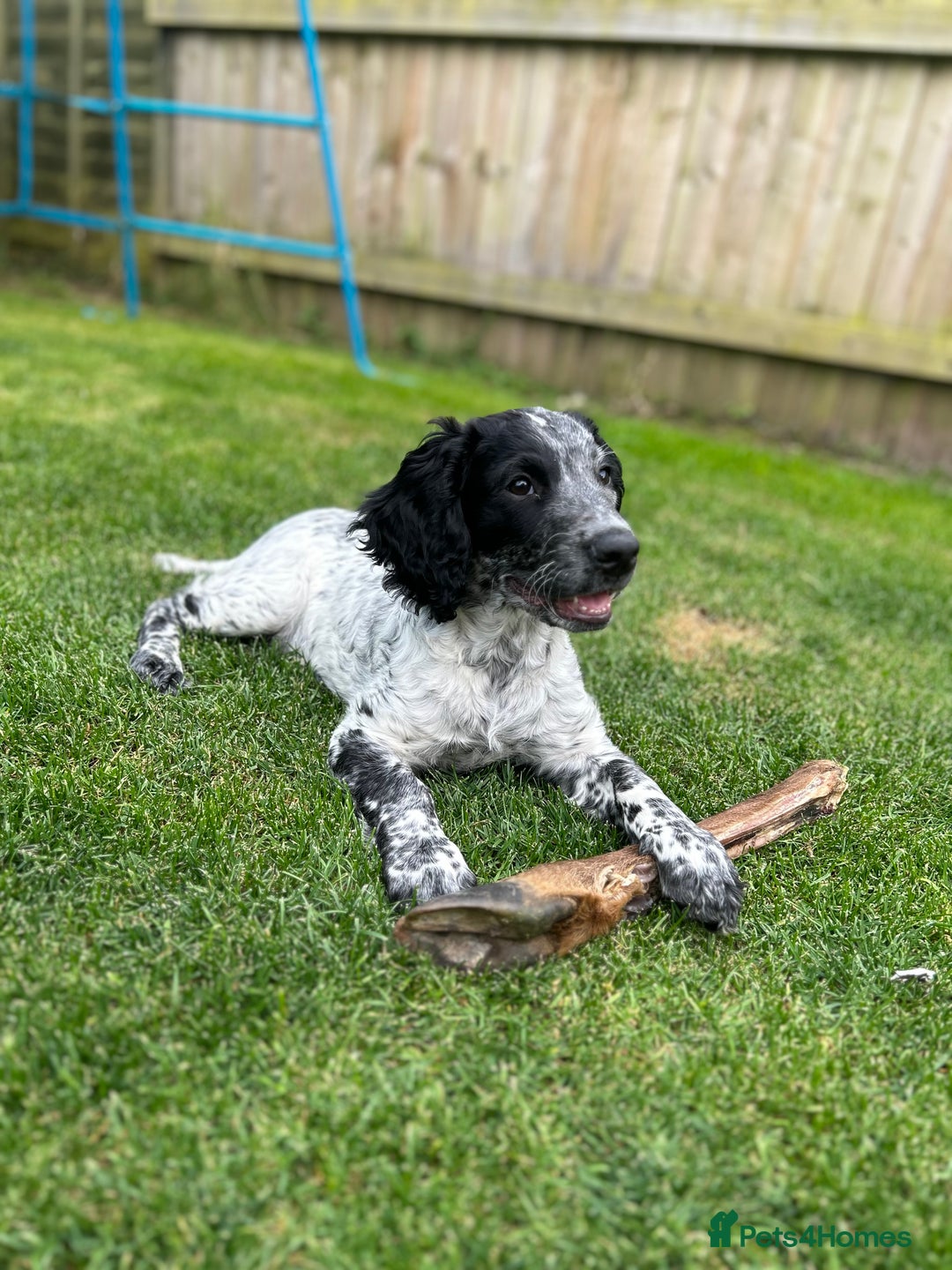 Sprocker dogs for stud: Sprocker Stud Dog - working line, 1 year old - Image 14
