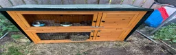 Mini Lion Lop rabbits for sale: Two female mini lop rabbits  - Advert 11