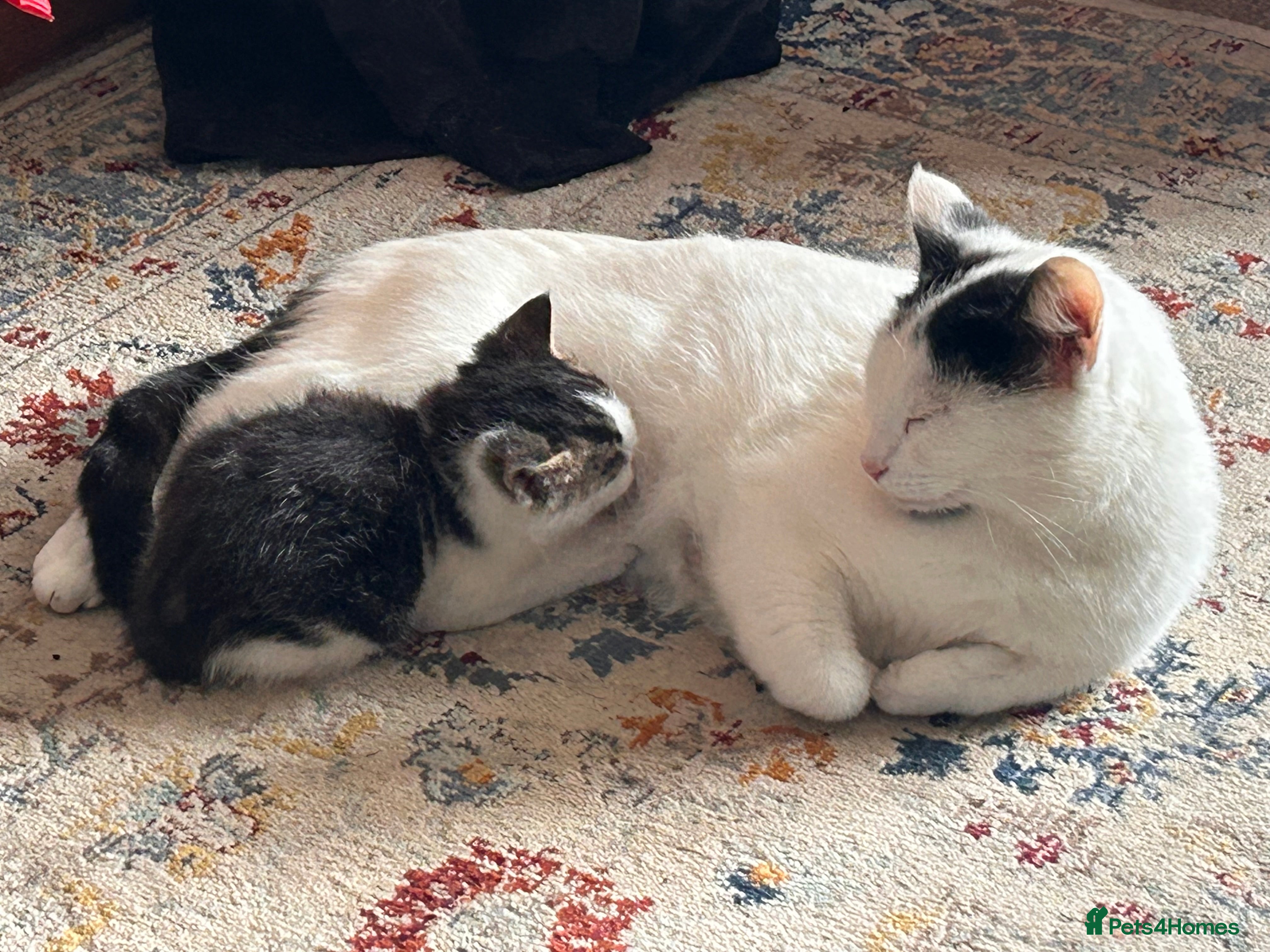 Mixed Breed cats Gorgeous white and tabby fluffy kittens - Advert 1