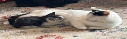 Mixed Breed cats for sale: Gorgeous white and tabby fluffy kittens in Launceston - Advert 1