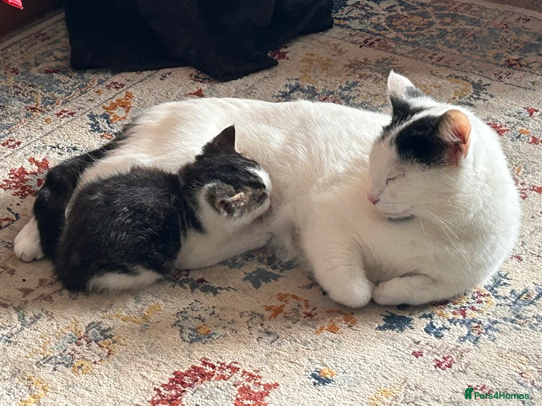 Mixed Breed cats for sale: Gorgeous white and tabby fluffy kittens in Launceston - Advert 1