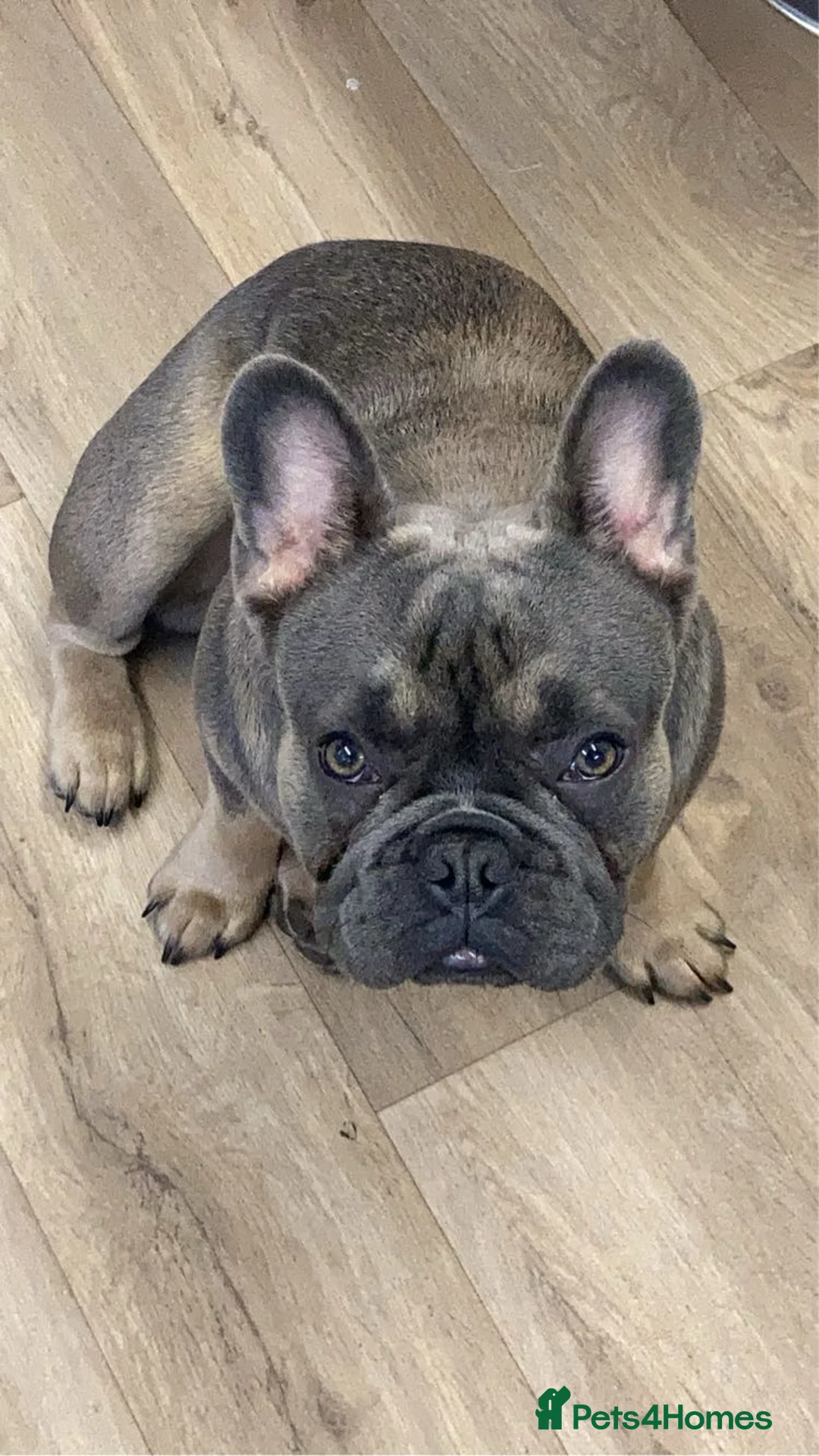 French Bulldog dogs for stud: French bulldog for stud  - Advert 3