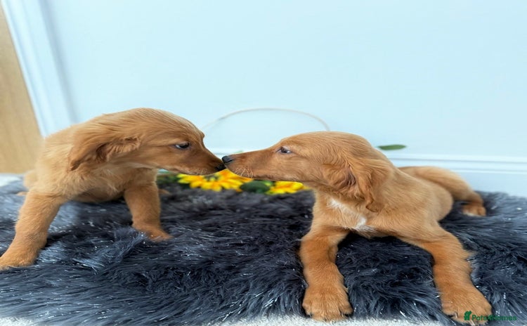 Golden Retriever dogs - Advert 1
