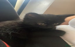 British Shorthair cats for sale: Two kittens  - Image 3