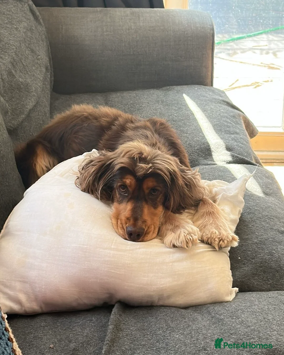 Cocker Spaniel dogs for stud: Show Chocolate Sable Cocker Spaniel  in London - Advert 8