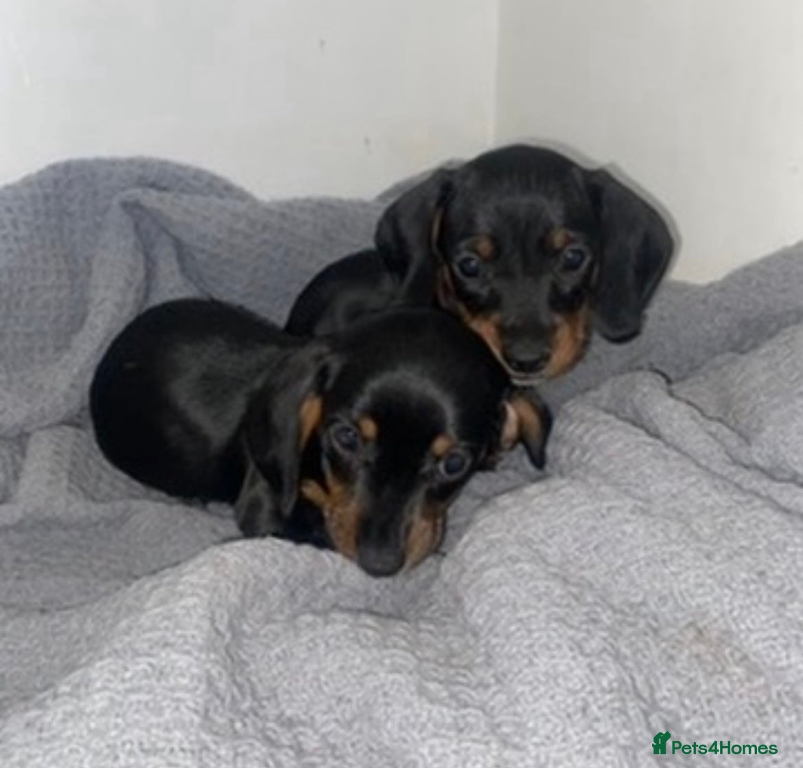 Miniature Dachshund dogs Miniature dachshund puppies last one   - Advert 13