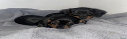 Miniature Dachshund dogs for sale: Miniature dachshund puppies - Advert 2