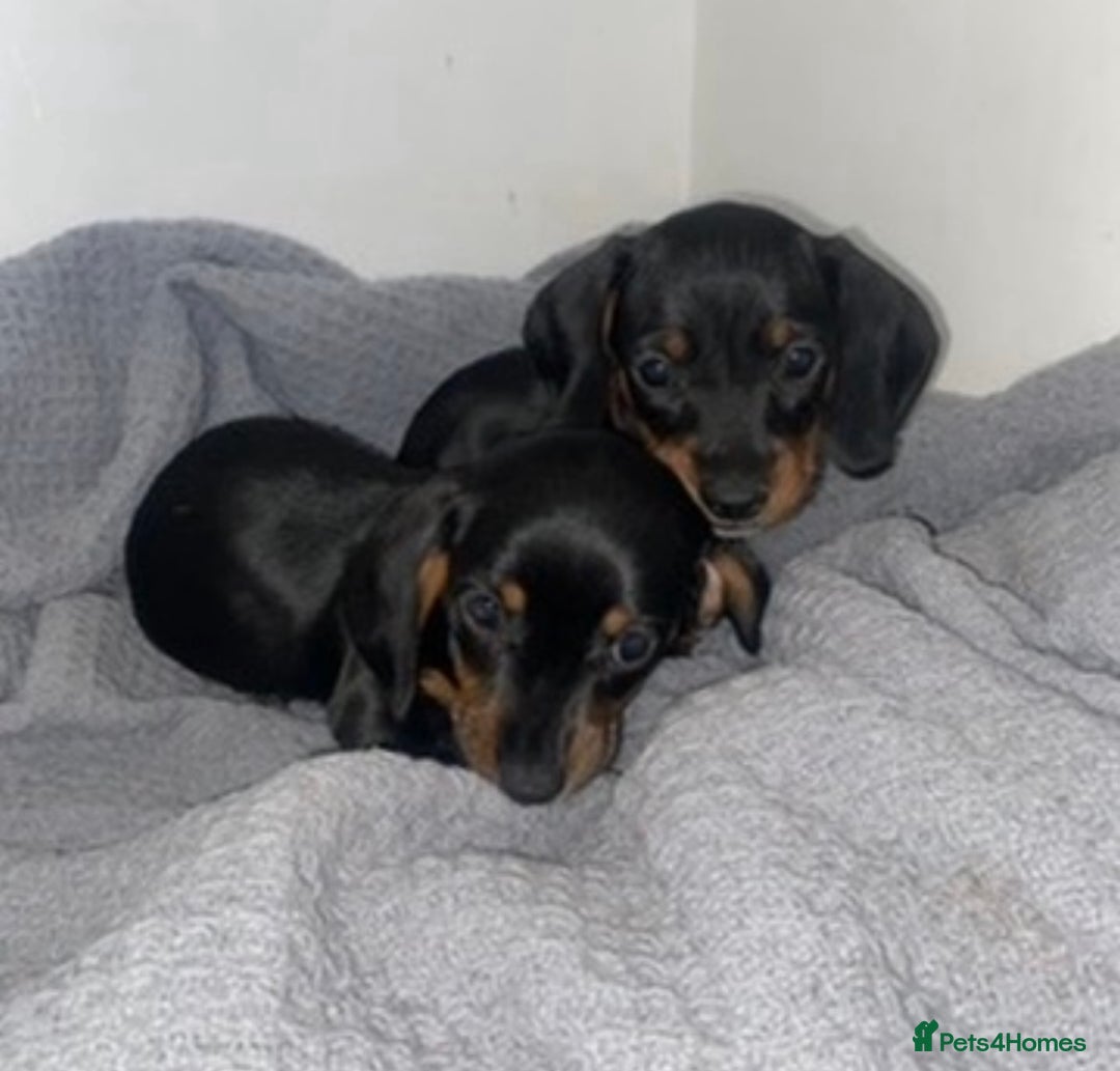 Miniature Dachshund dogs for sale: Miniature dachshund puppies - Advert 2