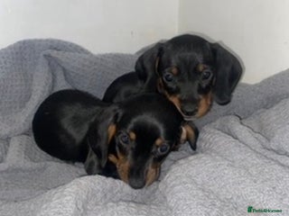Miniature Dachshund dogs Miniature dachshund puppies - Advert 2
