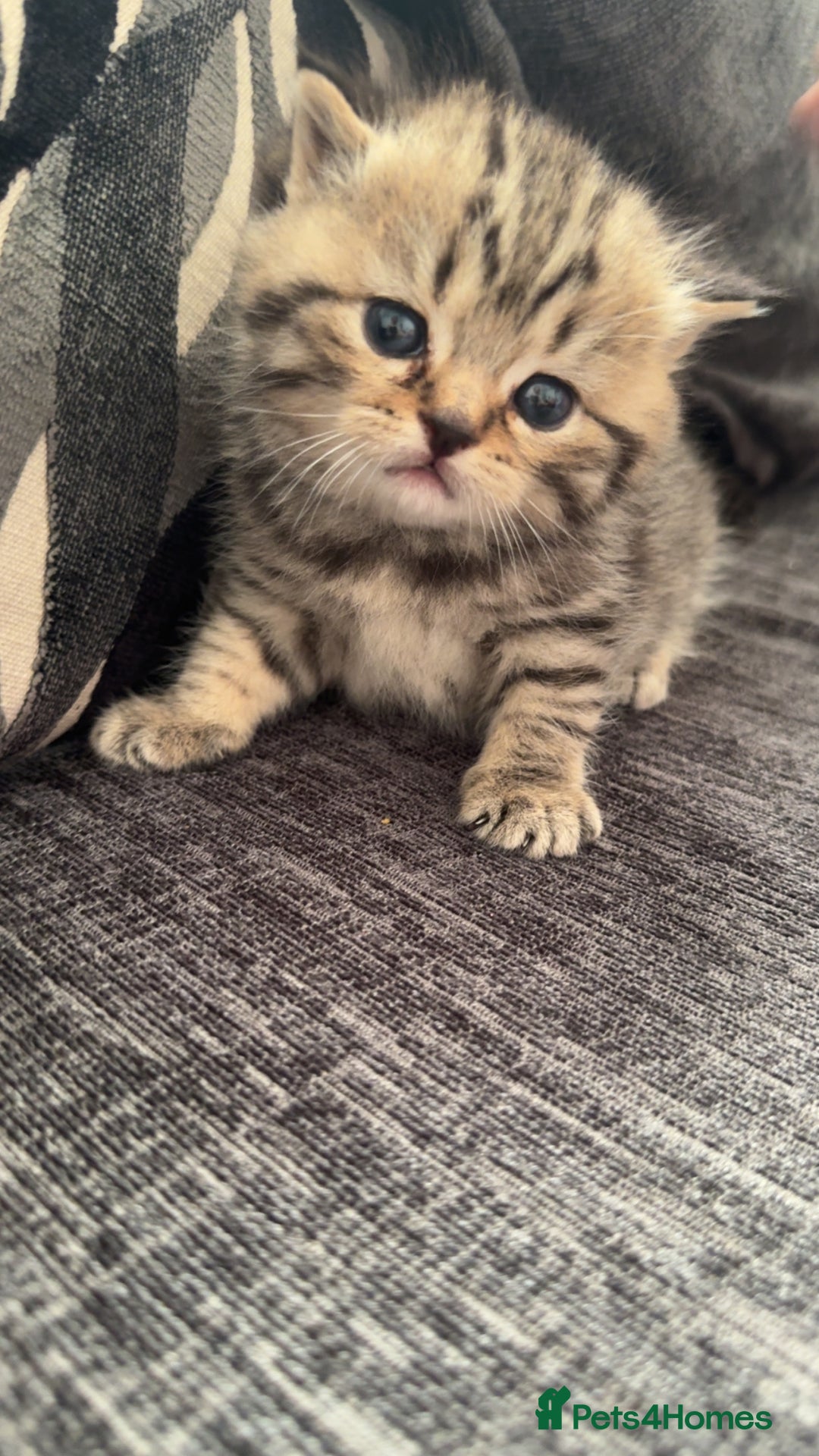 British Shorthair cats for sale: British short hair kittens  - Image 2