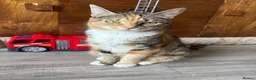 Mixed Breed cats for sale: 1 Female Kitten left  - Advert 6