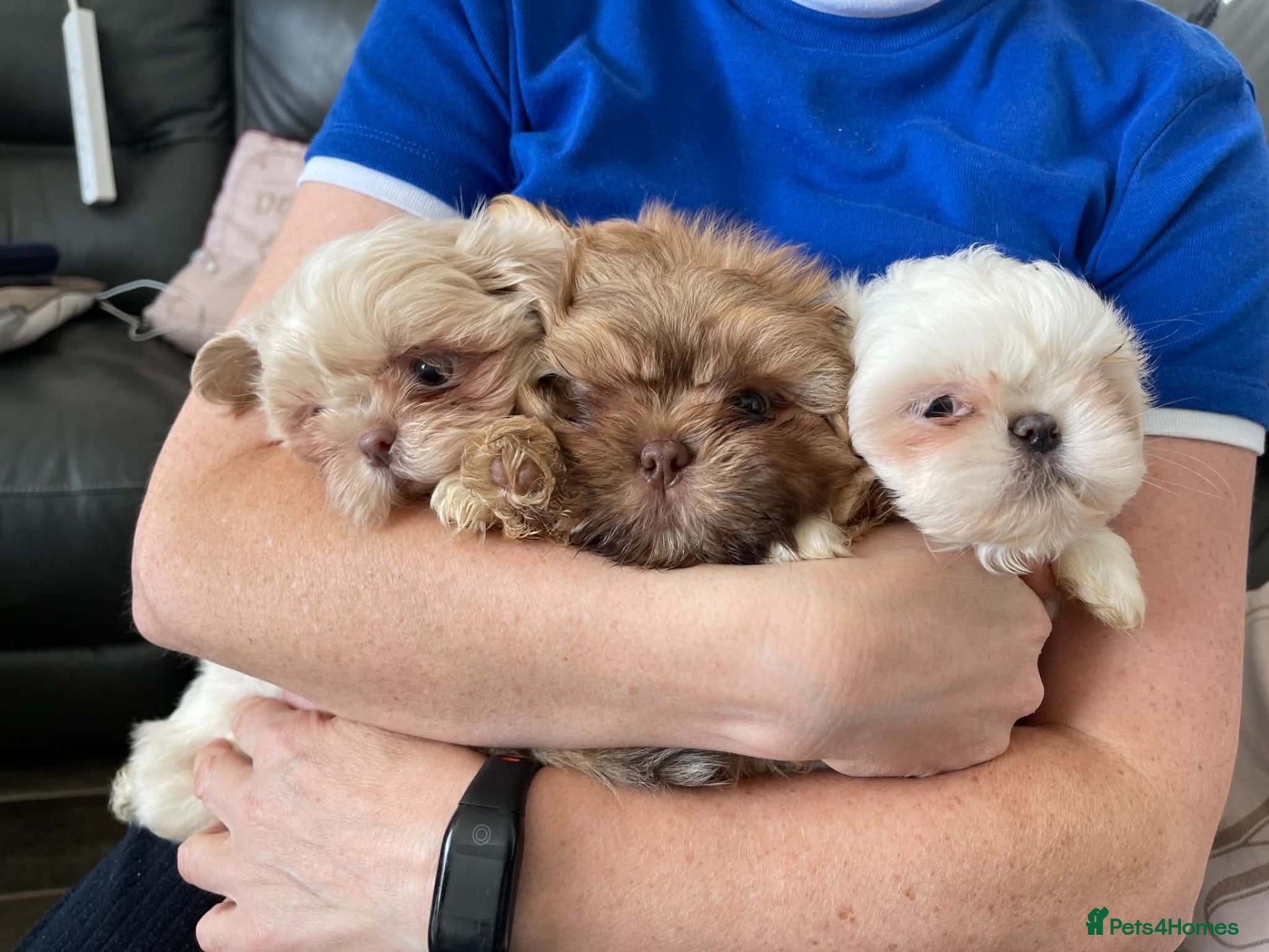Shih Tzu dogs Imperial shih tzu ready now  - Advert 3