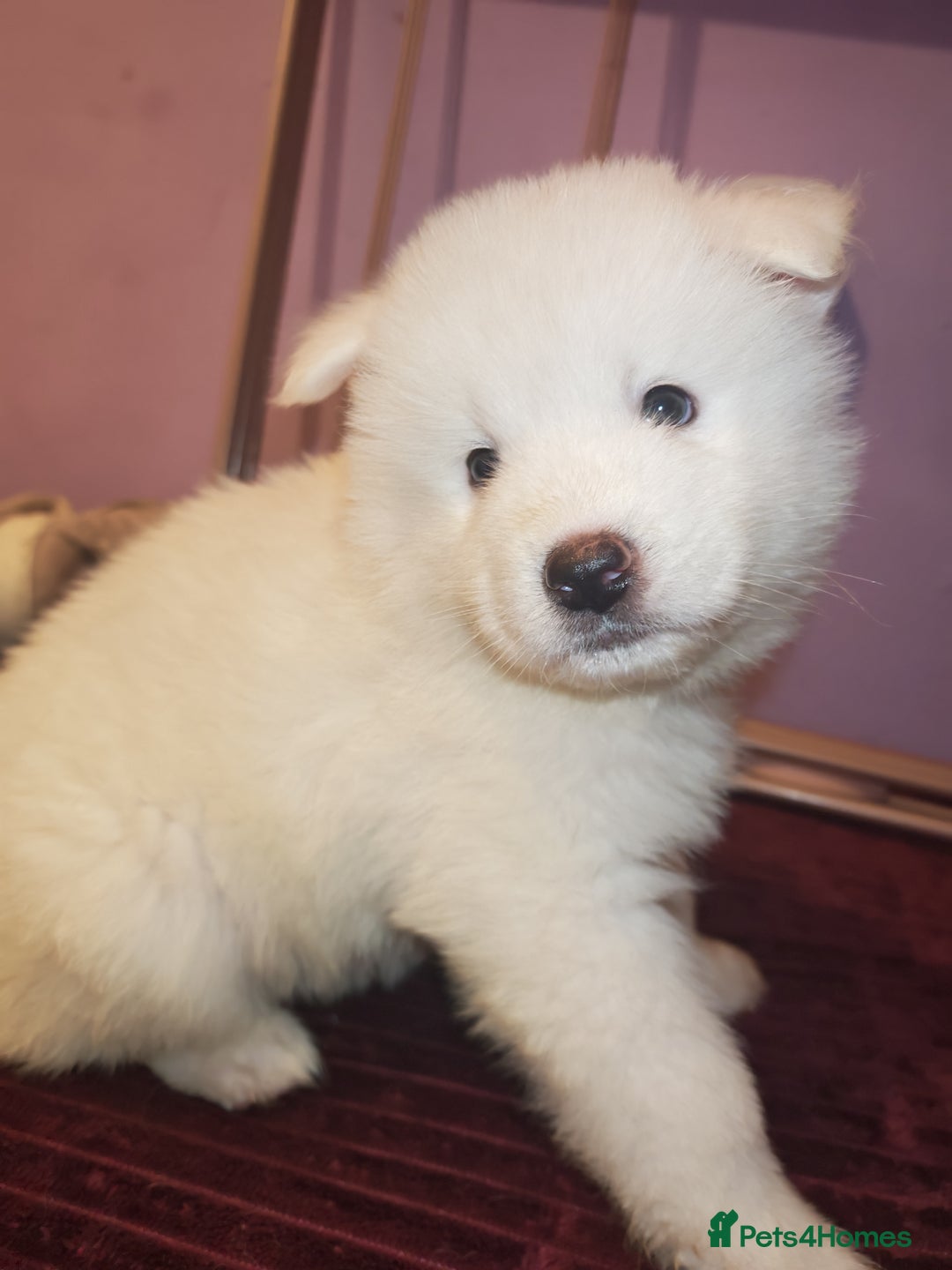 Akita dogs for sale: Akita puppys ready now  - Advert 6