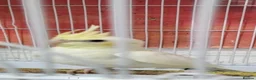 Cockatiels birds for sale: Cokatoo - Advert 2