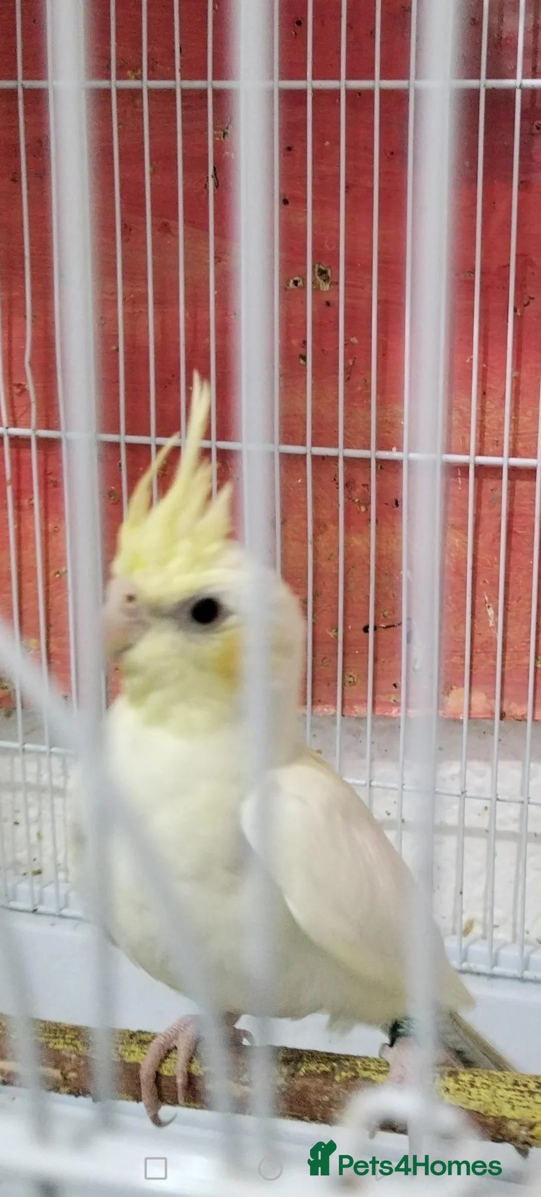 Cockatiels birds for sale: Cokatoo - Advert 2
