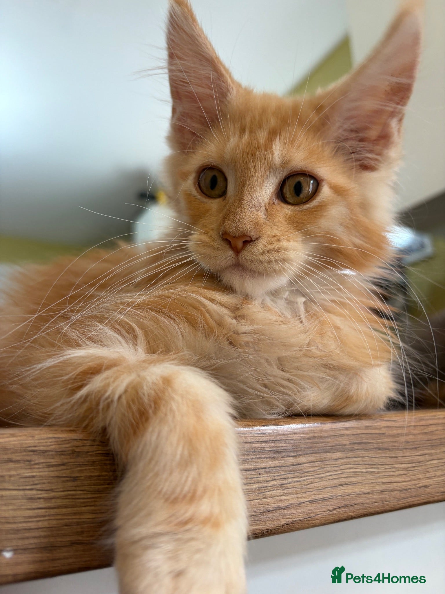 Maine Coon cats Stunning XL Russian Maine Coon kittens - Advert 2