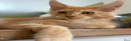 Maine Coon cats for sale: Stunning XL Russian Maine Coon kittens - Advert 11