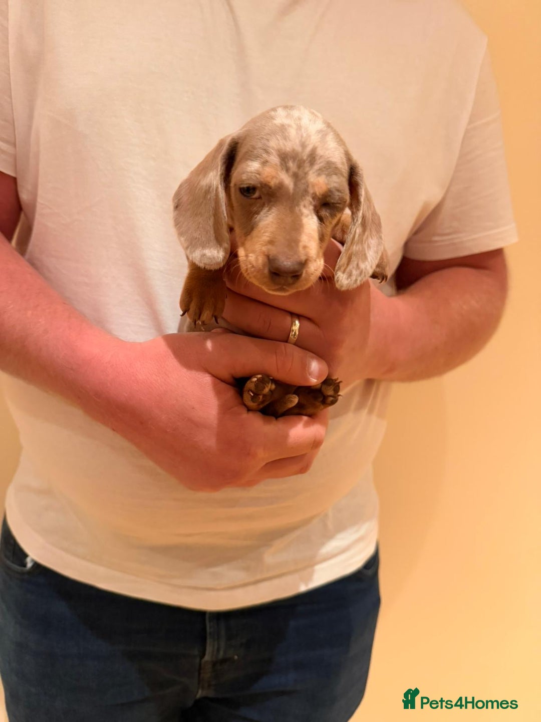 Miniature Dachshund dogs for sale: Miniature dachshund  - Advert 6