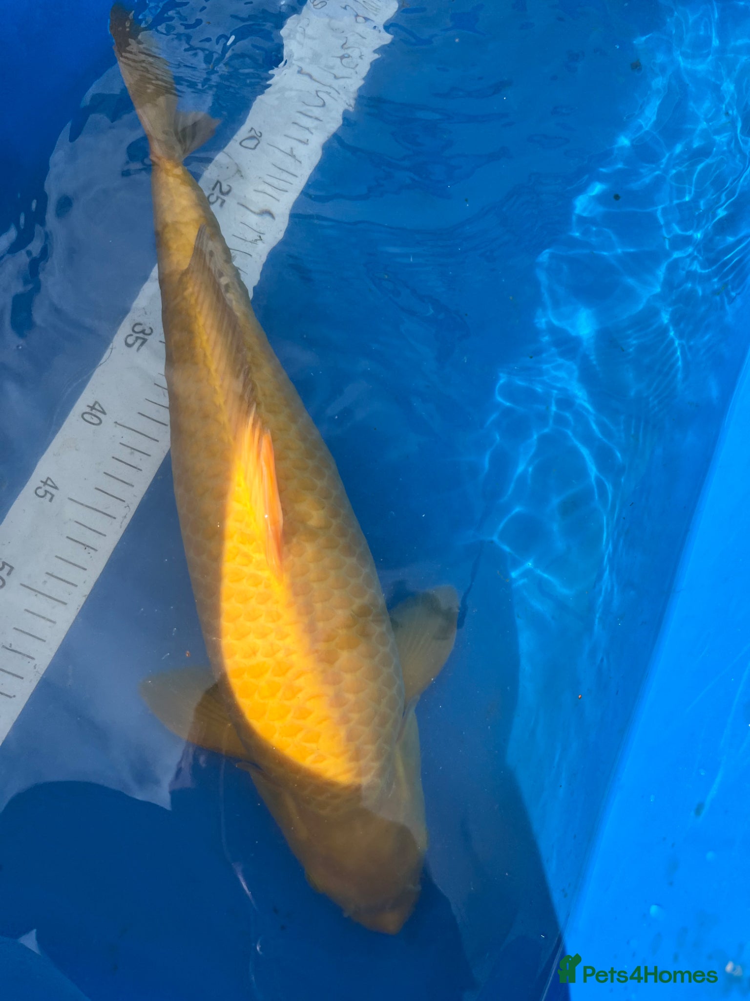 Koi Carp fish Marudo karashigoi - Advert 4