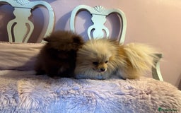 Pomeranian dogs for sale: Quality Chocolate Small Chocolate Teddy Bear - Image 22