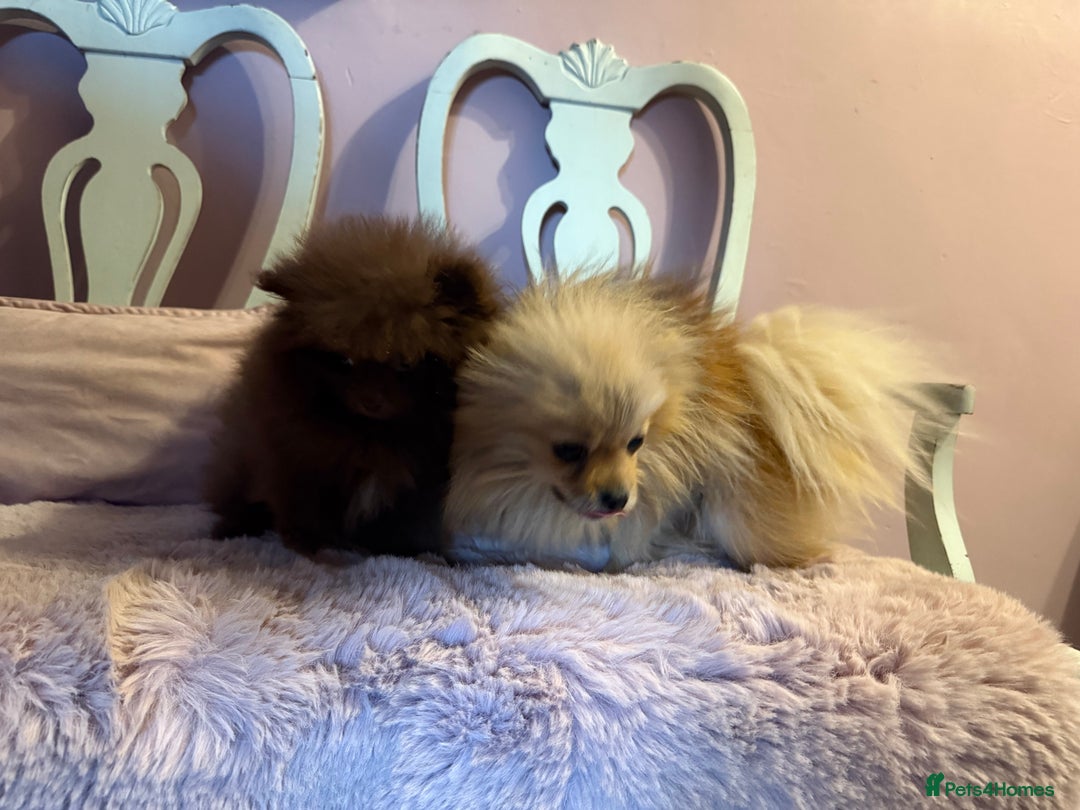 Pomeranian dogs for sale: Quality Chocolate Small Chocolate Teddy Bear - Image 22