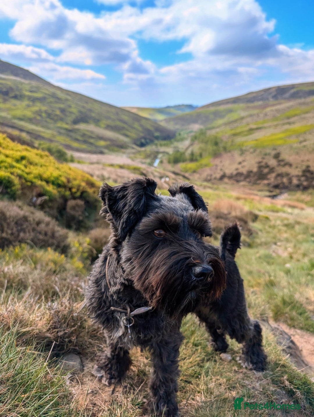 Miniature Schnauzer dogs for sale: KC Reg Rare Miniature Schnauzers - Advert 12